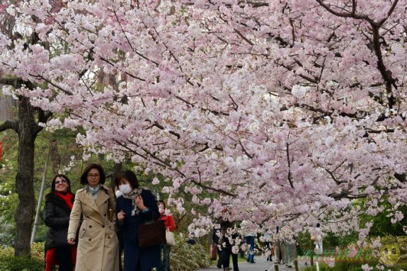В Японии время цветения сакуры