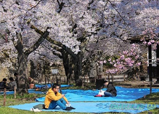 В Японии время цветения сакуры