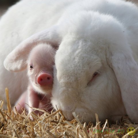 Карликовые свинки с фермы Pennywell Farm