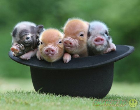 Карликовые свинки с фермы Pennywell Farm