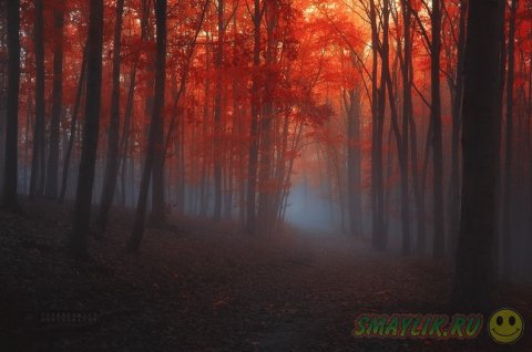 Яркие краски леса в работах чешского фотографа 