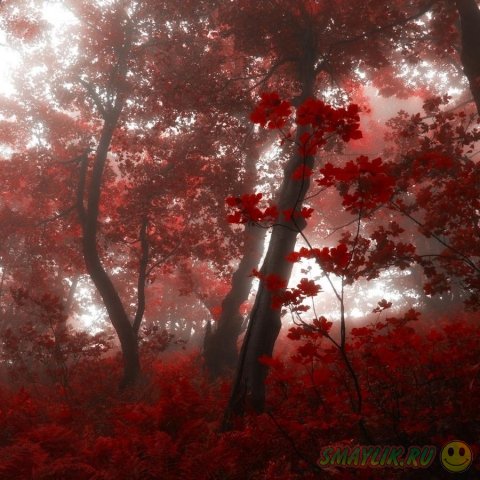 Яркие краски леса в работах чешского фотографа 