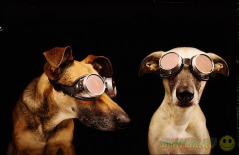 Подборка самых ярких фотопортретов собак от Эльке Фогельзанг 
