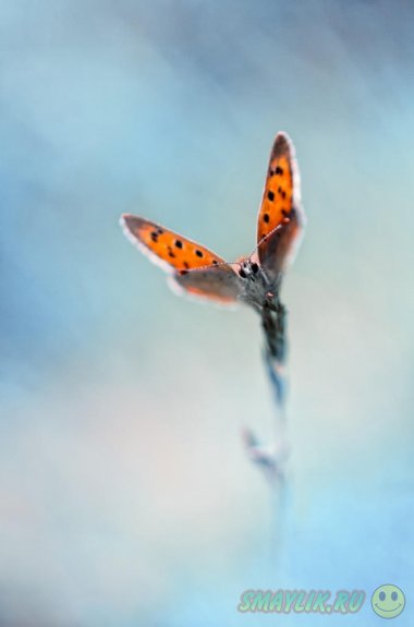 Особый мир насекомых в макрофотографиях Блоаса Мевена 