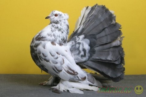 Красота декоративных голубей