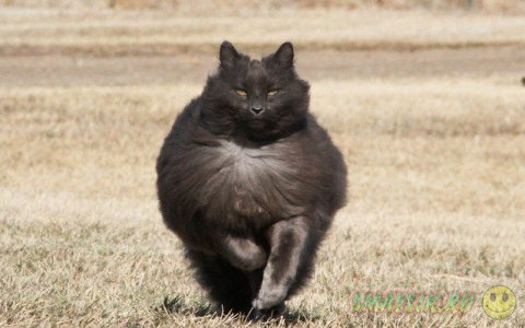 Сказочный кот Сигмонд Серый