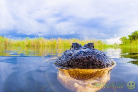 Аллигаторы в болотах Национального парка Эверглейдс 