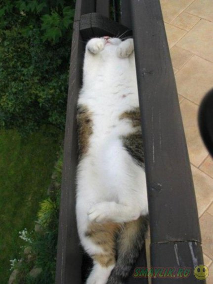 Кошки могут спать где хотят и как хотят