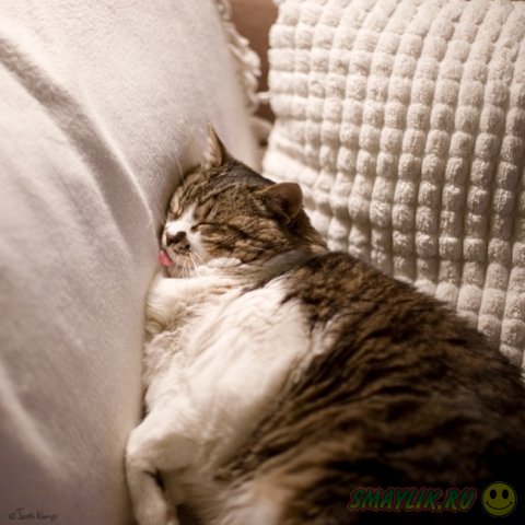 Кошки могут спать где хотят и как хотят