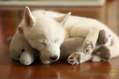 Восхитительные спящие щеночки 