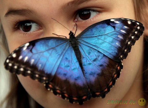 Удивительный мир бабочек в лондонском Музее естественной истории