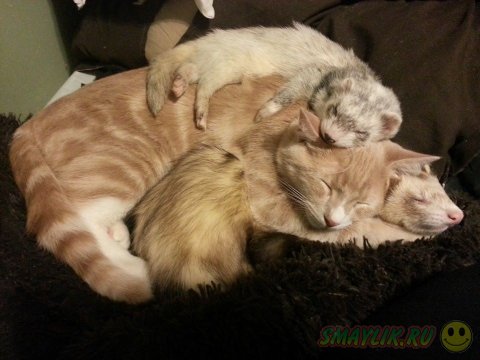 Рыжий котенок со своими любимыми друзьями-хорьками