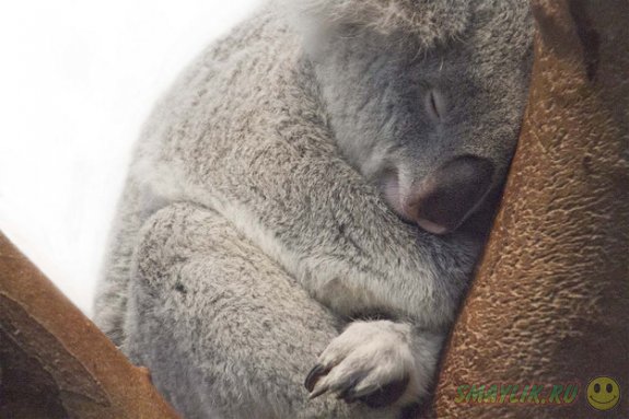 Сладкий сон милых коал