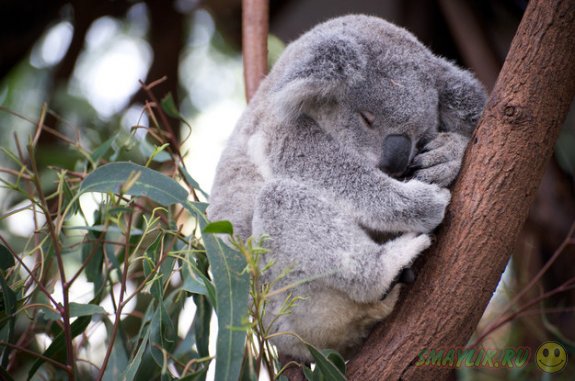Сладкий сон милых коал