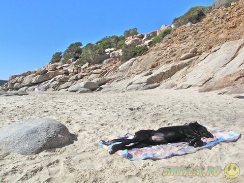 Домашние животны на пляжном отдыхе