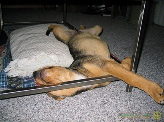 Забавные позы  спящих собак