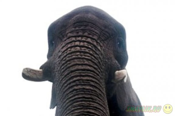 В британском сафари-парке слониха Латаби сделала «селфи» на потерянный iPhone 