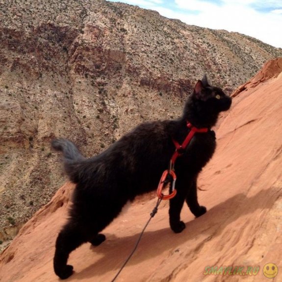 Кошка Милли — любительница гор и высоты