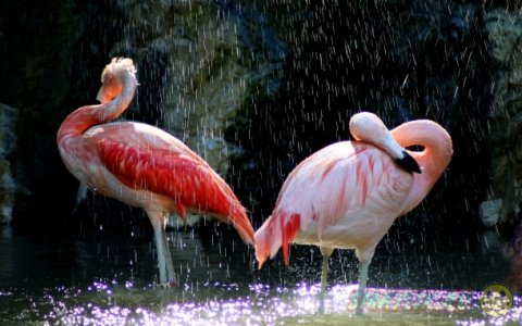 Животные во время дождя