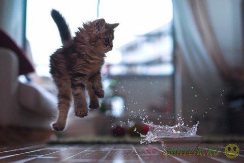 Жизнь маленького рыженького котенка в фотографиях от Бенджамина Тороде