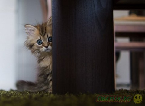Жизнь маленького рыженького котенка в фотографиях от Бенджамина Тороде