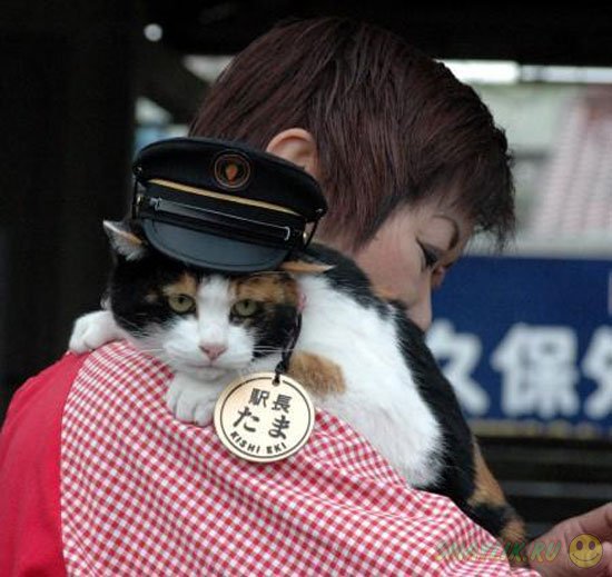В Японии животные официально работают на железнодорожной станции