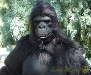 В Испании  ветеринар подстрелил смотрителя, облаченного в костюм гориллы