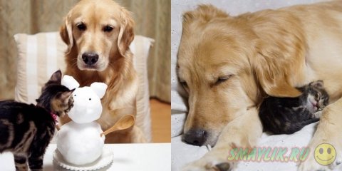 Сладкая парочка: взрослый пес Понзу и маленькая кошечка Ишими