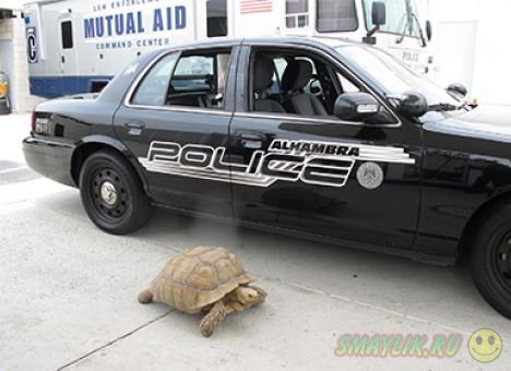 Полицейские в Калифорнии ловили 70-килограммовую черепаху