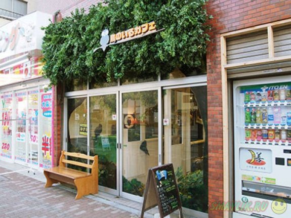 В Токио  открылось «Совиное» кафе 