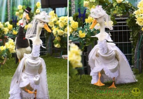 Модное шоу уток - Pied Piper Duck Show 