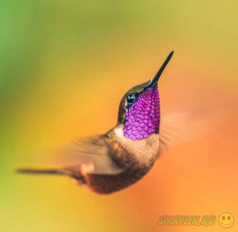 Красота маленькой птички колибри