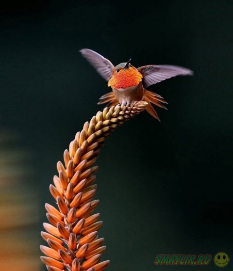 Красота маленькой птички колибри