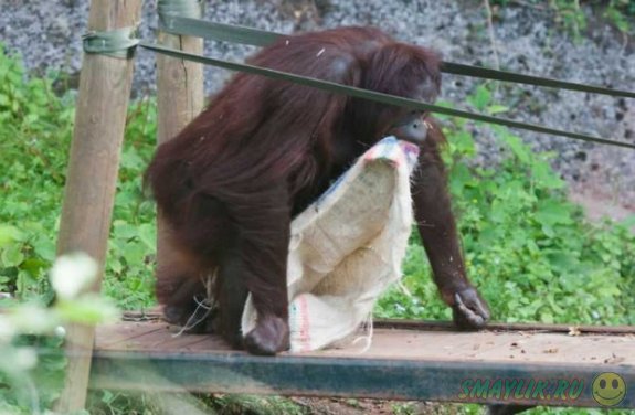 Орангутанг-девочка из зоопарка Пейтон сама смастерила себе платье