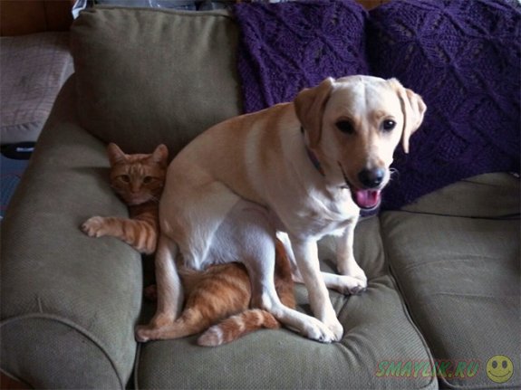 Собаки, облюбовавшие котов в качестве удобной мягкой подушечки