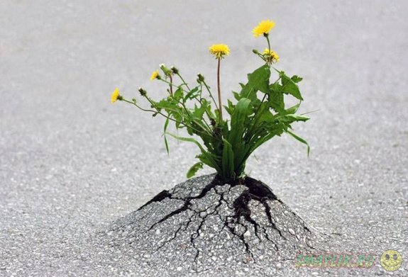 Растения, выжившие несмотря на все трудности