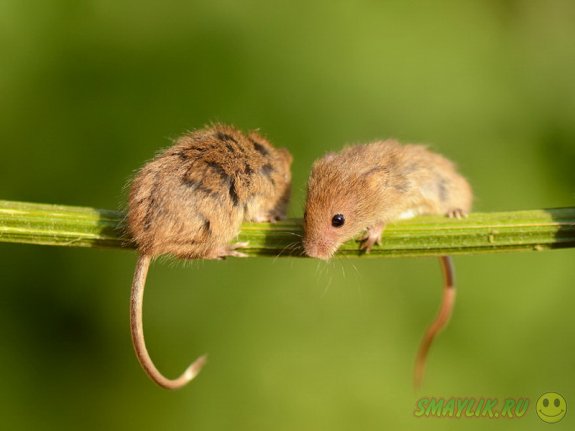 Умилительные мышки в дикой природе