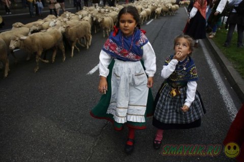 Ежегодный парад овец в столице Испании