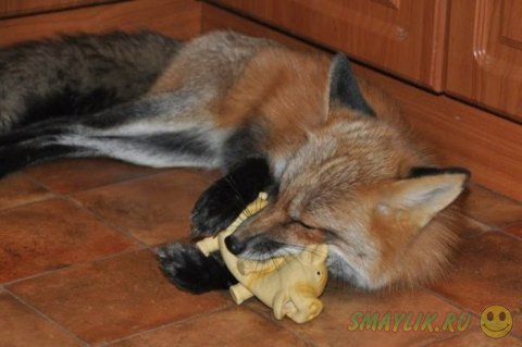 Забавный домашний питомец - лисичка Викси