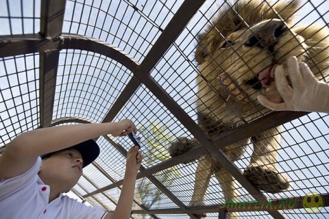 Safari Lion Zoo - зоопарк, где можно дотронуться до льва