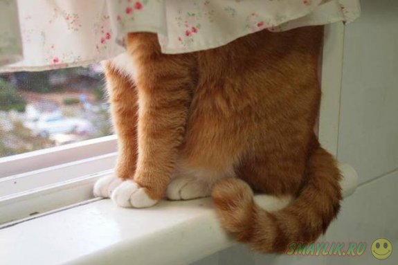 Кошки умеют прятаться в самом неожиданном месте
