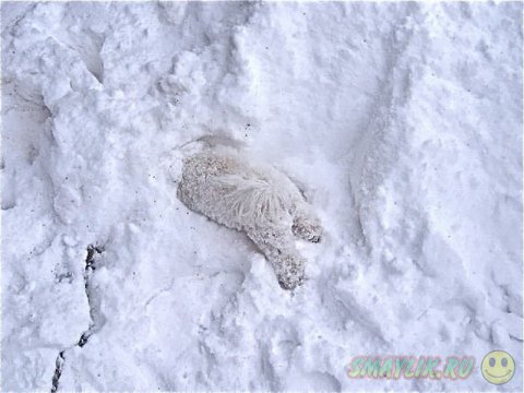 Домашний любимец, впервые увидевший снег