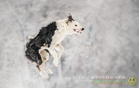 Очень органичные мордашки собак от Алисии Змысловской 