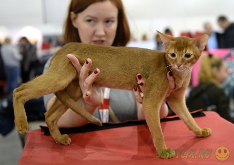 Международная выставка кошек «Гран-при Royal Canin — 2014»