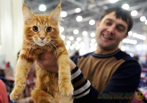 Международная выставка кошек «Гран-при Royal Canin — 2014»