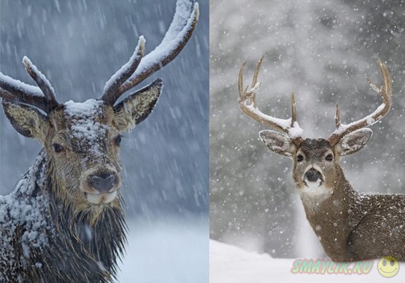 Милые зверята в зимнюю пору