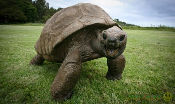 Джонатан — самая старая черепаха в мире