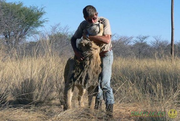 Необычный лучший друг у любителя львов из Южной Африки 