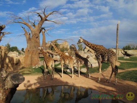 Уникальный зоопарк Bioparc Valencia в столице Левантии