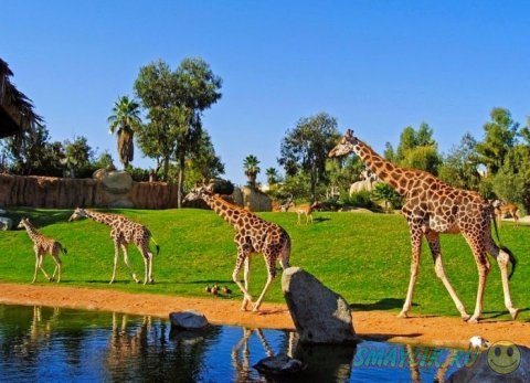 Уникальный зоопарк Bioparc Valencia в столице Левантии